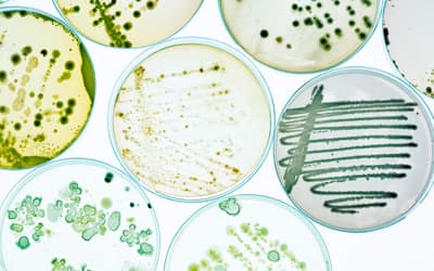 Microbiology