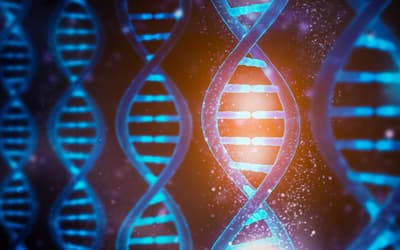Response to “Reply to ‘Response to ‘On the Creationist View on mtDNA’.”
