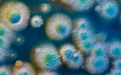 Bacterial Attenuation and its Link to Innate Oncolytic Potential