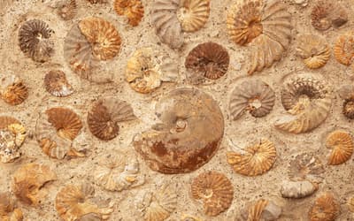 Radiocarbon Ages for Fossil Ammonites and Wood in Cretaceous Strata near Redding, California