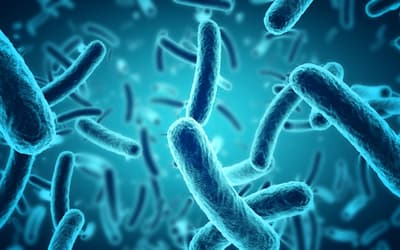 Molecular Structures Shared by Prokaryotes and Eukaryotes Show Signs of Only Analogy and Not Homology